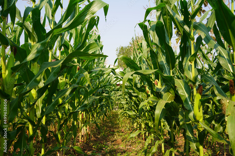 Corn field close up. Selective focus. Green Maize Corn Field Plantation in Summer Agricultural Season. Close up of corn on the cob in a field. Corn field close up. Selective focus. Green Maize Corn Field Plantation in Summer Agricultural Season. Close up of corn on the cob in a field.