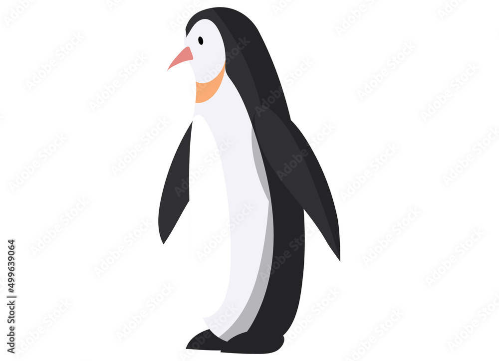 Obraz premium King penguin with long beak and short legs, swims and dives well eats fish. Large black and white marine bird. Animal living in antarctic. Swimming bird, marine animal isolated on white background