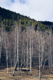 birches in spring by Gudbrandsdalen Valley, Oppland, Norway