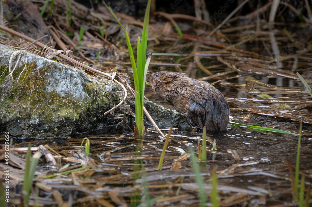 British Water vole wet swimming British Water vole wet swimming