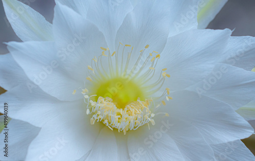 Close-up of white flowers f...