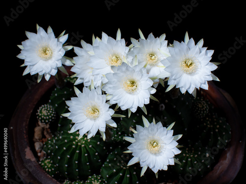 Cactus flower blooming. Whi...