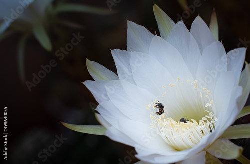 Close-up of white flowers f...