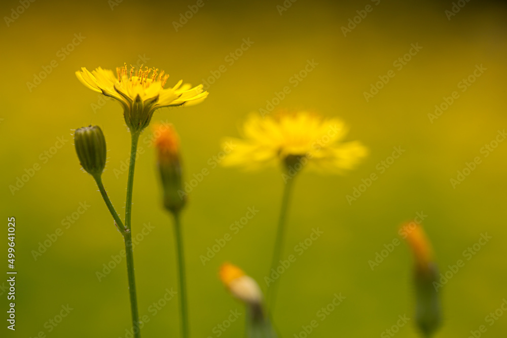 Fototapeta premium Impressive background photo of yellow wildflower in selective focus. A blend of yellow and green. Yellow wild flower in dreamland.