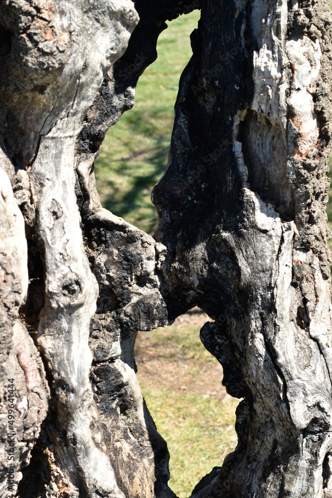 arbre en premier plan avec des trous arbre en premier plan avec des trous
