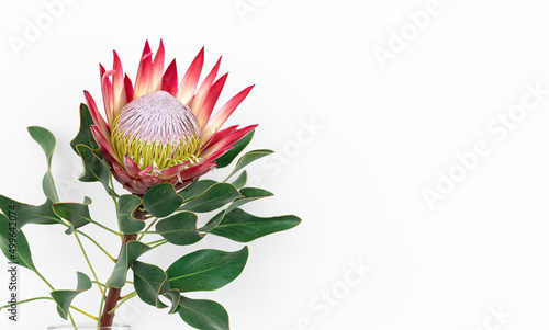 Beautiful protea flower on a white background isolated.