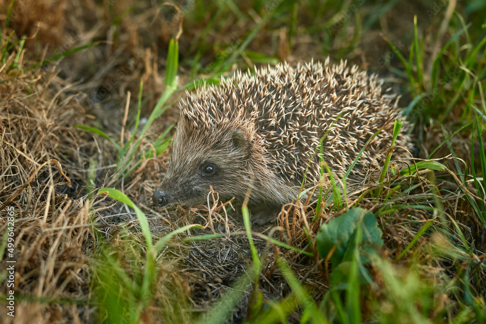 Cute wilde young hedgehog in the grass. Cute wilde young hedgehog in the grass.