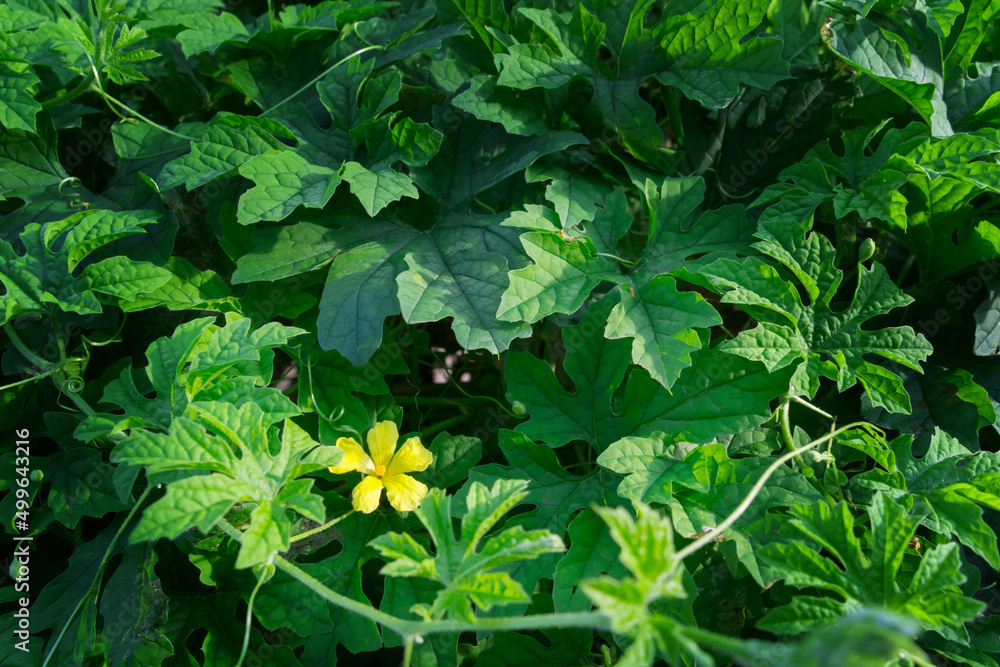 Bitter gourd flower and green leaves in the vegetable garden. Bitter gourd flower and green leaves in the vegetable garden.
