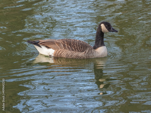 oies sur un lac du Bois de Boulogne à Paris