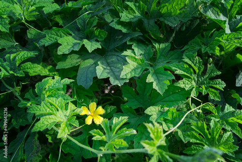 Bitter gourd flower and green leaves in the vegetable garden.