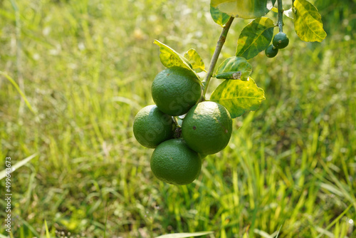 Close up detail lime green, lime green in the garden. Fresh green lemon limes on tree in organic garden.