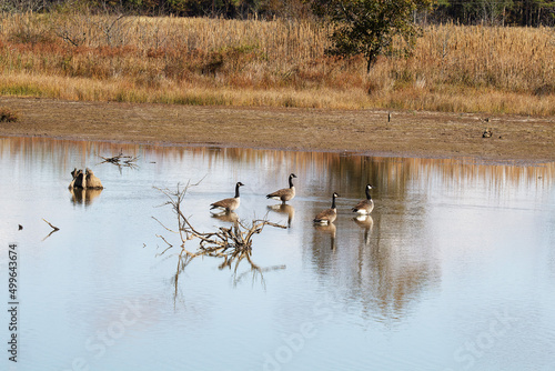 Canada geese stand in shallow marsh.