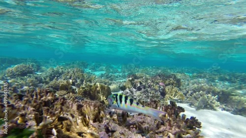 An area of coral reef that has suffered a lot of environmental damage but still serves as a home for both hard and soft corals and the brightly coloured fish life that use the reef for protection.