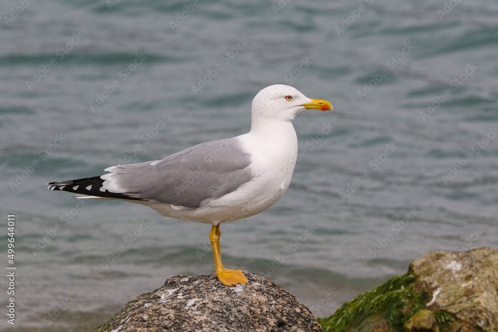 Caspian Gull