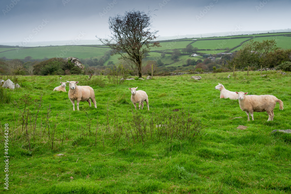 Sheep on a green meadow near St Advent in north Cornwall, UK.