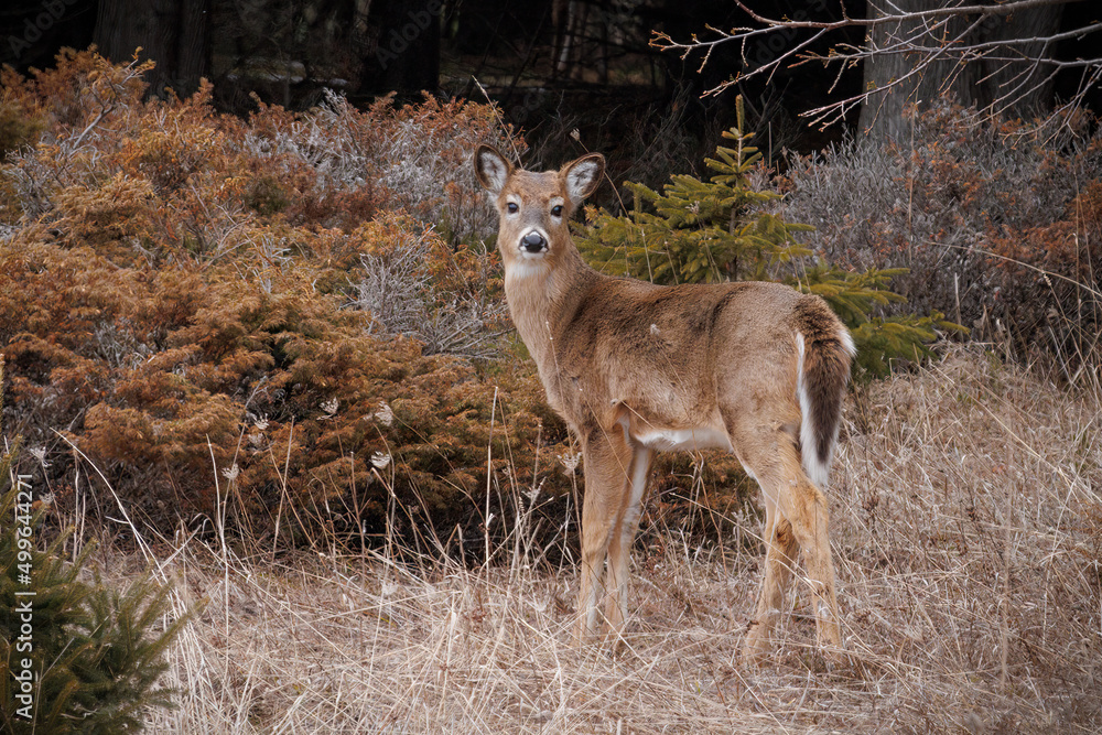 Whitetail Doe (2022) Whitetail Doe (2022)