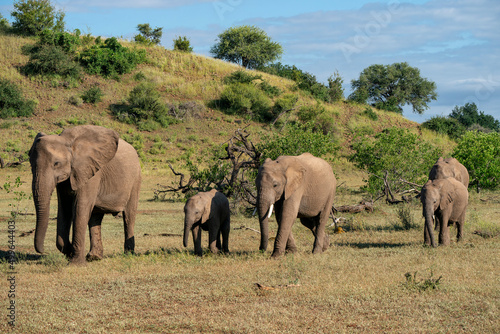 Elephant herd walking in Mashatu Game Reserve in the Tuli Block in Botswana 