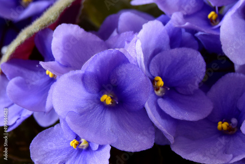 Purple Saintpaulias flowers commonly known as African violets. Violet flowers close up, soft focus © Марина Юркова