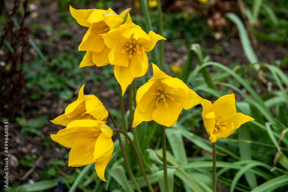 Fototapeta premium yellow lemon scented flowers of the wild tulip tulipa sylvestris