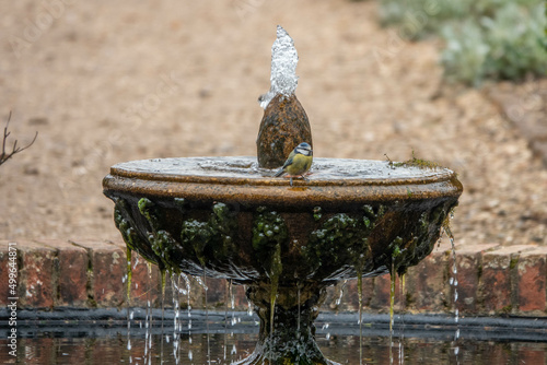 Obraz na plátne beautiful blue tit perched on a water fountain