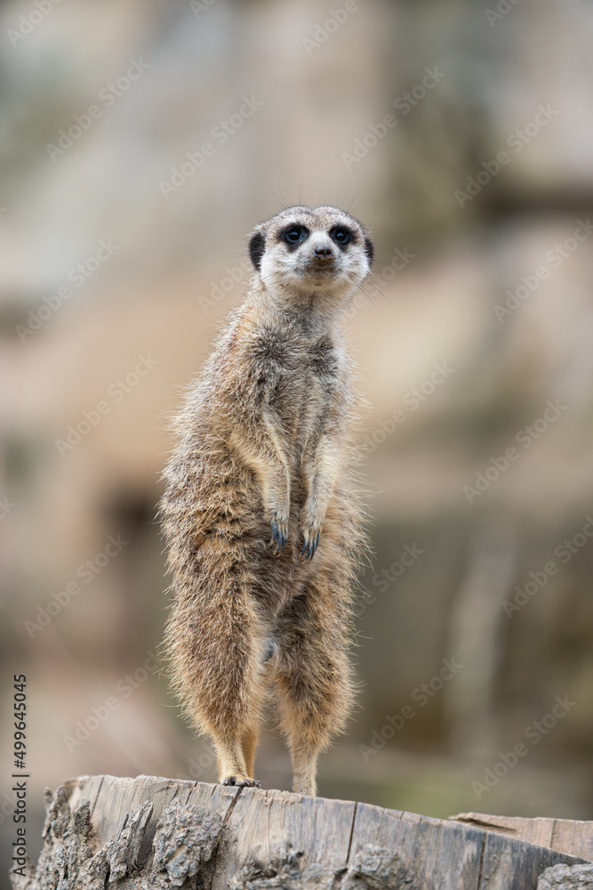 Erdmännchen steht und schaut neugierig bewacht Erdmännchen steht und schaut neugierig bewacht