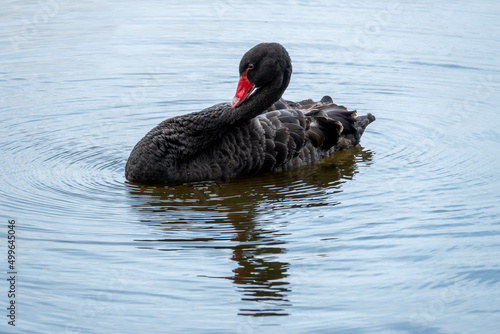 the black swan cygnus atratus a large waterbird