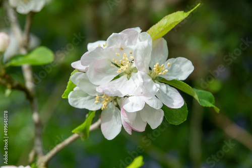 Malus domestica borkh apple blossom