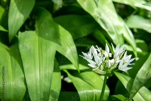 wild garlic growing in the spring sunshine