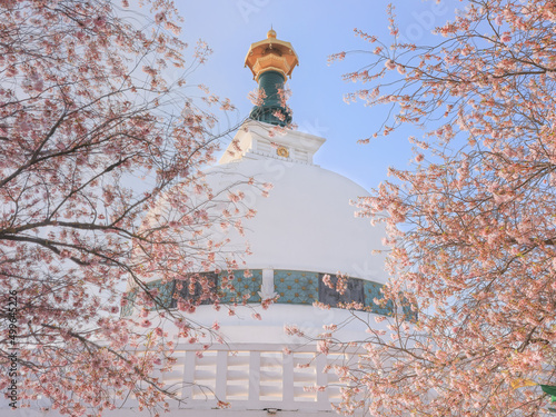 Photography Vienna, Austria: Piece pagoda among pink cherry blossoms