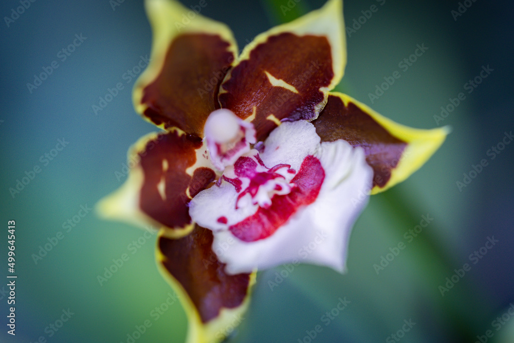 Obraz premium orchid on black