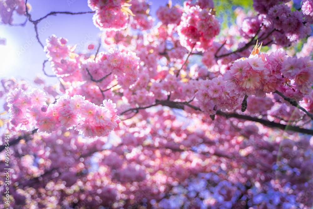 pink cherry blossoms