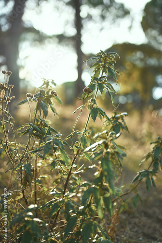 Wallpaper Mural plant with autumn sunset shine in the background Torontodigital.ca