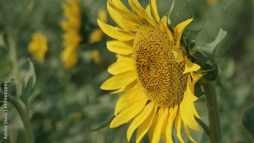 A perfect round belly sunflower in detail. A perfect round belly sunflower in detail.