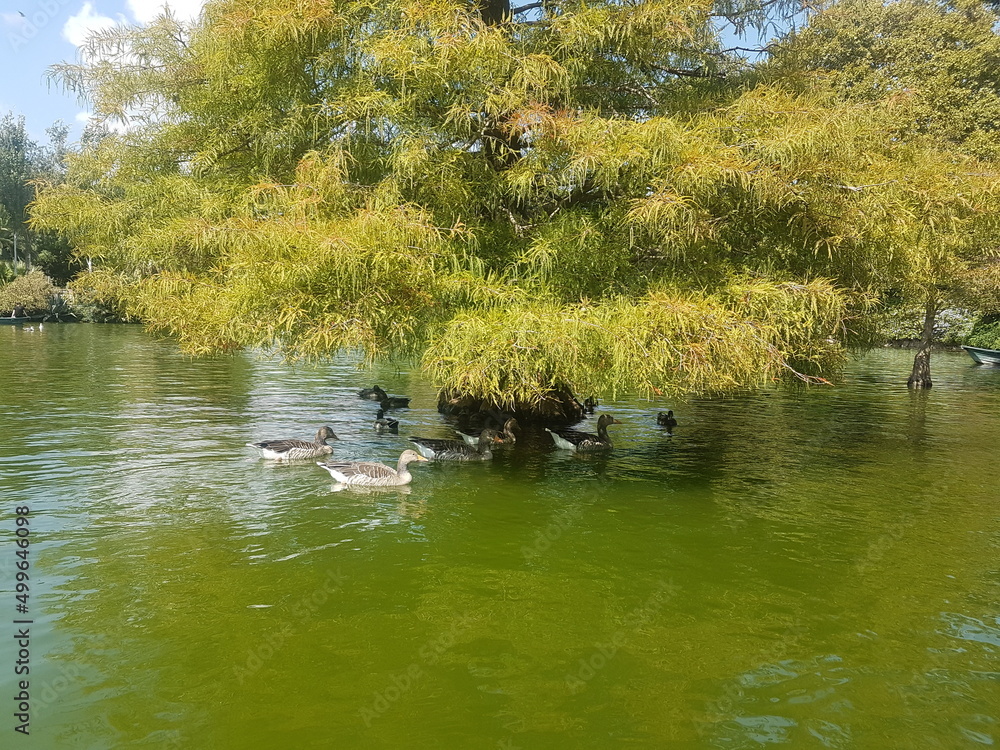 Ducks on the lake and a tree