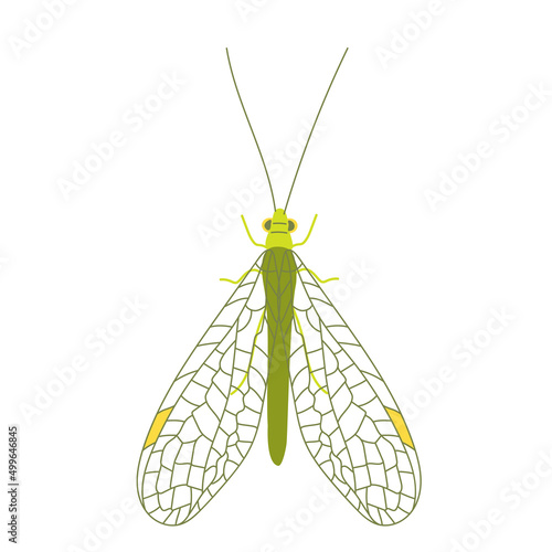 One green golden-eyed with open wings. Cute unusual insects. Flat lay. Vector illustration isolated on a white background