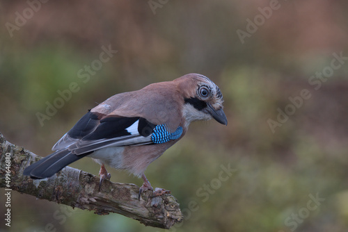 Eurasian jay looking for food a round the woodland floor.