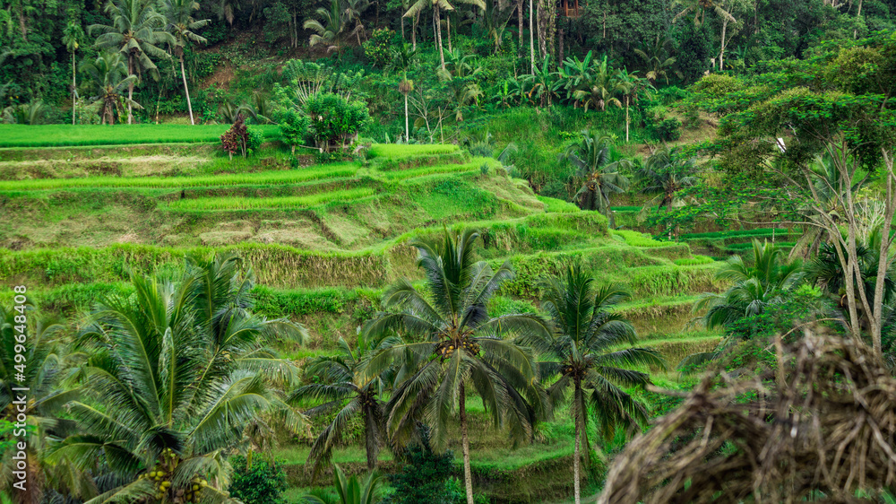 Tegallalang Rice Terrace aerial view, Bali