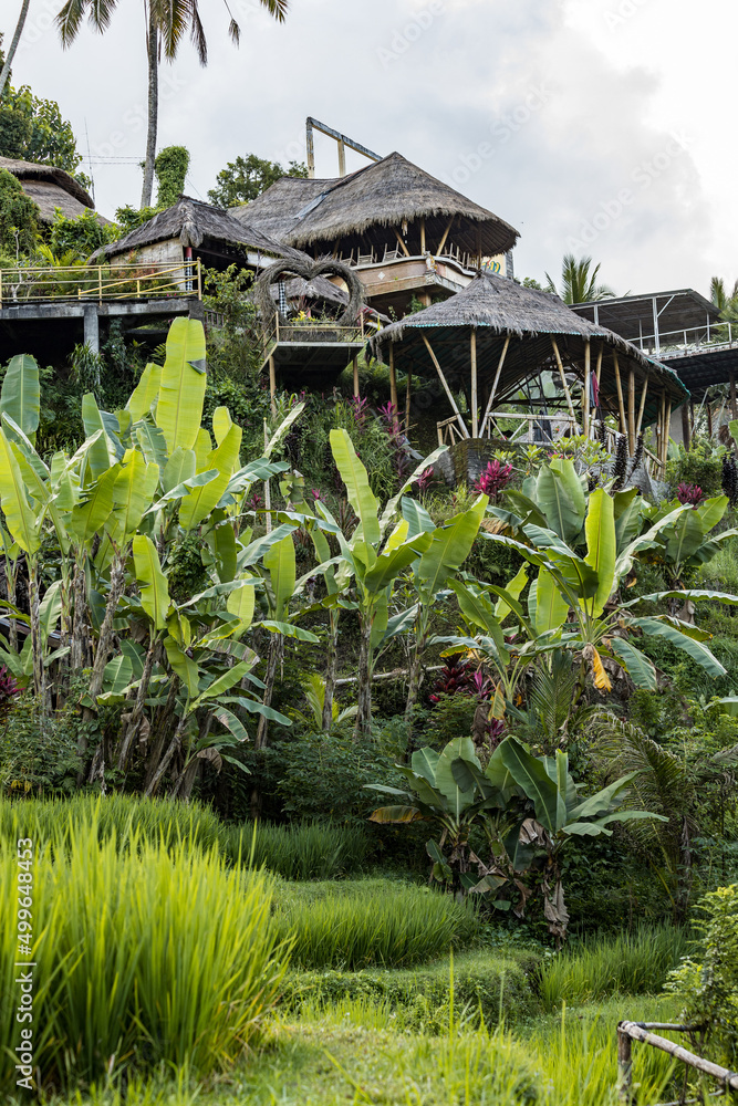 Traditional Balinese huts, hotel, guesthouse in the jungle in Ubud area, Bali Traditional Balinese huts, hotel, guesthouse in the jungle in Ubud area, Bali