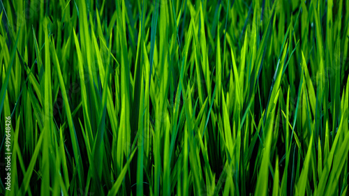 Rice field close up in Bali  Indonesia