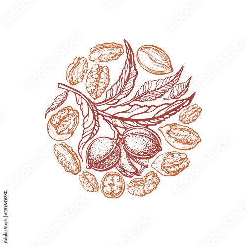 Pecan nuts. Vector circle symbol. Engraving plant