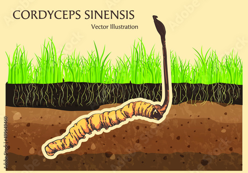 Cordyceps Sinensis in old background, CHONG CAO, DONG CHONG XIA CAO or mushroom cordyceps .Vector illustration.