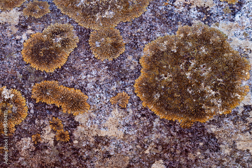 Top down view of yellow-brown lichen, growing on stone. Close-up. Natural background.