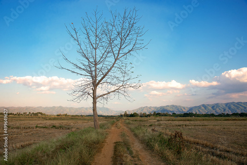 Road in rice fields and tree with mountain background