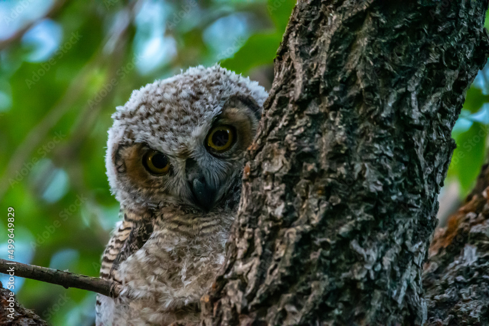 Western Screech Owl near Mount Pleasant City, Utah Western Screech Owl near Mount Pleasant City, Utah