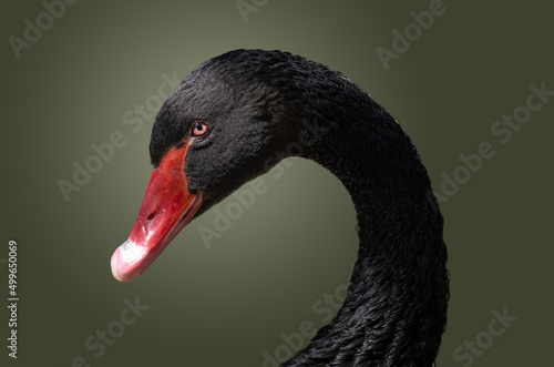 Close-up of the head of black swan