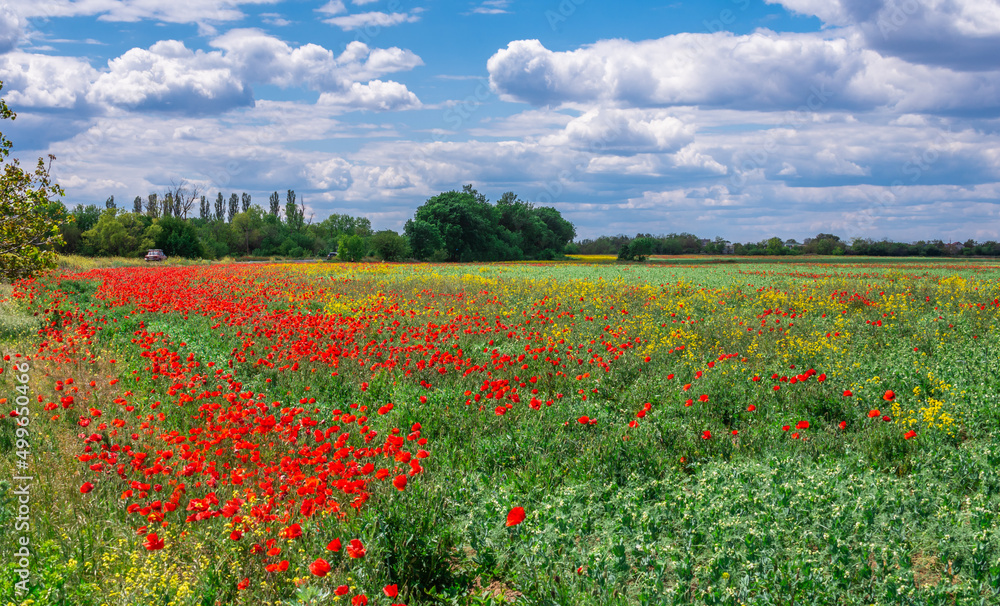 Clouds in the blue sky above the poppy field