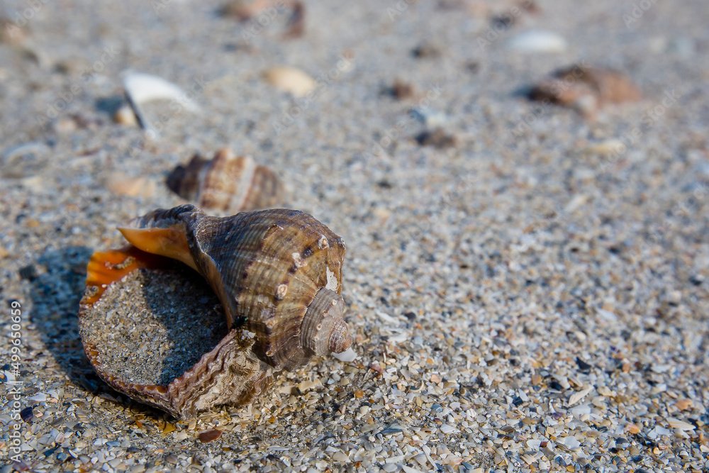 Sea shell in the sand - closeup view
