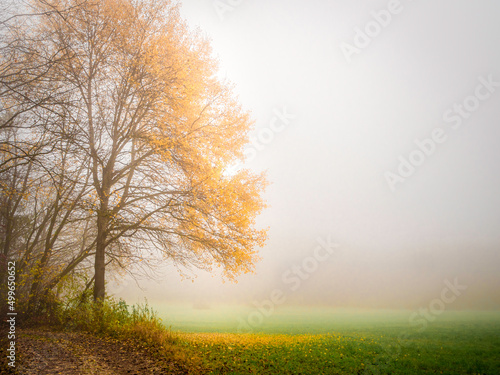 Baum im Nebel mit gelben Bl  ttern