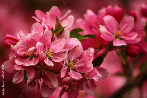 pink blossom © Alexandra