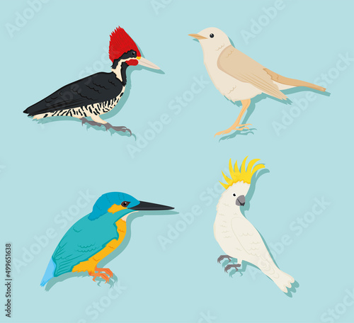 cartoon birds icon set